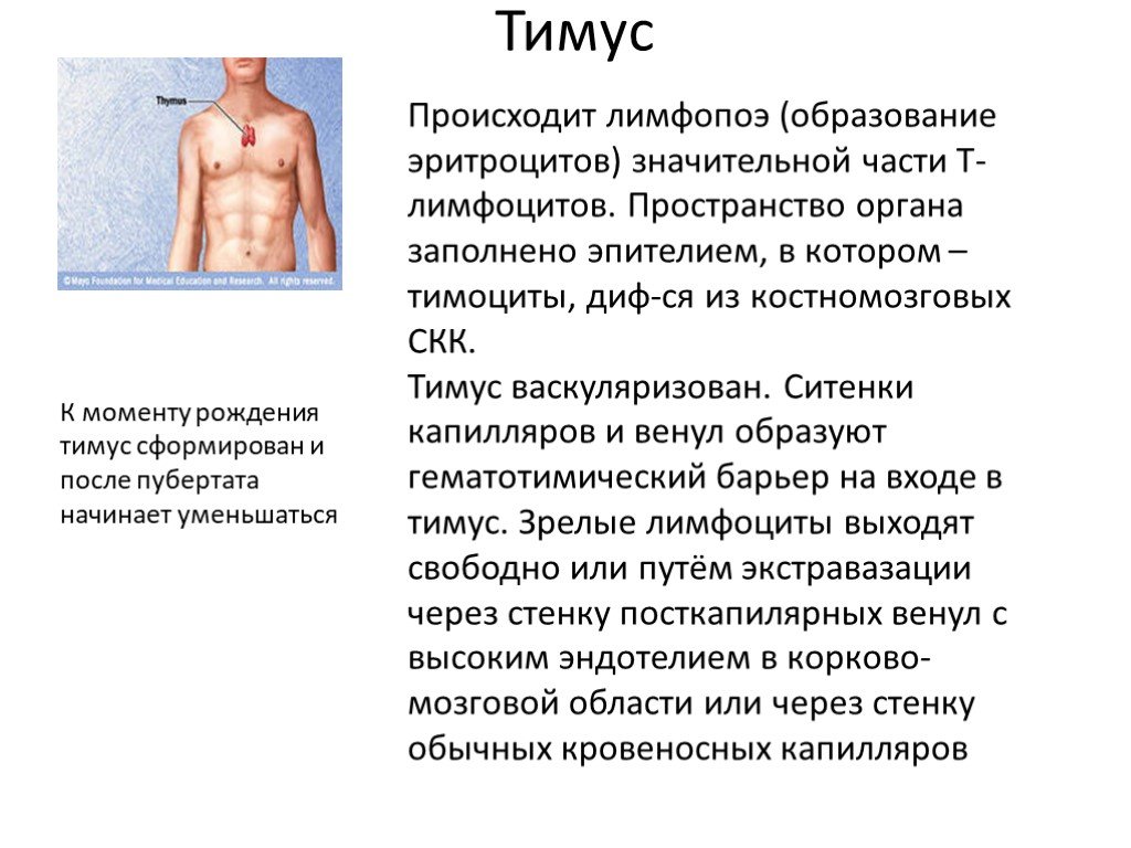 Иммунная система тимус. Тимус функции. Тимус у взрослых людей. Тимус орган иммунной системы. В тимусе происходит.