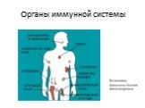 Органы иммунной системы. Выполнила Алексеева Ксения Александровна