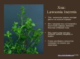 Хна: Lawsonia Inermis. Хна - маленькое дерево, которое растет во многих странах. Есть традиции хны в Северной и Восточной Африке, Ближнем Востоке и Южной Азии. Есть много слов для хны: mehandi, mehndi, camphire, и kopher. Слово для формы искусства совпадает со словом для плантации.