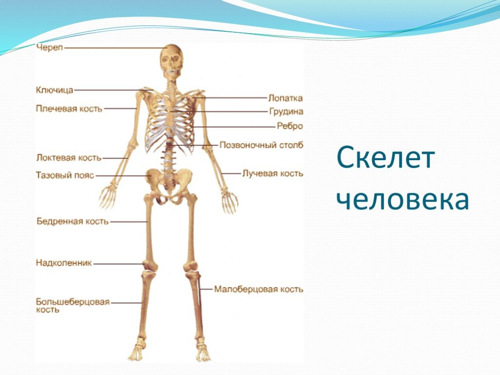 Кости человека 4 класс окружающий мир. Кости человека и их названия. Скелет с названиями костей. Название частей скелета. Скелет название костей основные.