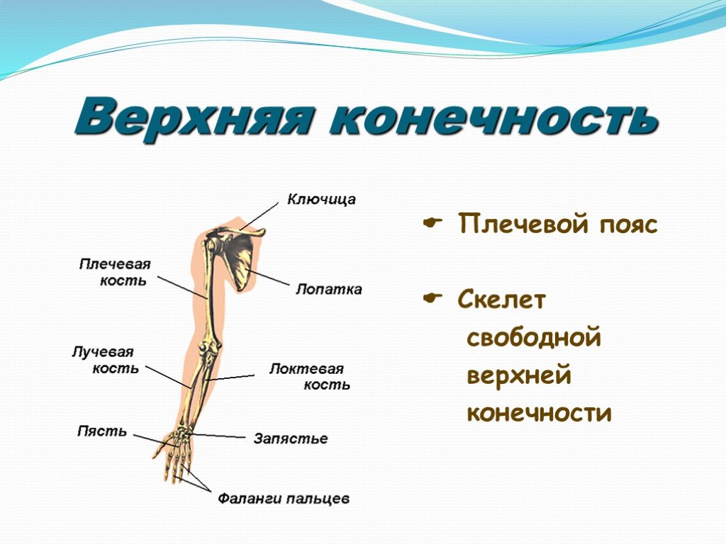 Скелет верхней конечности человека пояс конечностей. Скелет свободной верхней конечности плечевая кость. Кости пояса и свободной верхней конечности. Пояс верхних конечностей плечевой пояс. Пояс свободной верхних конечностей кости анатомия.