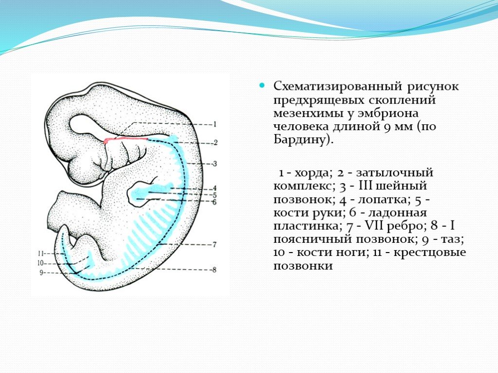 Наличие хорды у человека. Зародыш человека строение хорда. Хорда у эмбриона человека. Схематическое изображение зародыша человека. Хорда эмбриогенез человека.