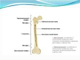 Развитие костей - остеогенез Слайд: 7