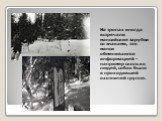 На тропах иногда встречали мансийские зарубки со знаками, так манси обмениваются информацией - например сколько людей, собак было в проходившей охотничей группе.