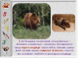 3. На Кольском полуострове есть животные – великаны и животные – лилипуты. Вес взрослого самца бурого медведя около 400 кг. Сколько грамм весит летучая мышь «северный кожанок», если её вес составляет 0,0025% от веса бурого медведя.