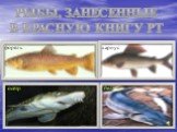Рыбы, занесенные В красную книгу РТ. форель хариус осётр белуга