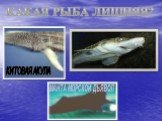 КИТОВАЯ АКУЛА. Какая рыба лишняя? МАНТА МОРСКОЙ ДЬЯВОЛ