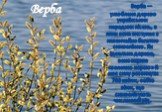 Верба. Верба — улюблене дерево українських народних пісень, в яких вона виступає з незвичайно багатою символікою. Як ідеальне дерево, воно вкрите «золотою корою» й має силу розвинути 700 квіток, себто віток, що символізують численний рід.