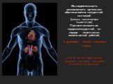 Жизнедеятельность человеческого организма обеспечивается сосудистой системой (артерии, вены, капилляры, лимфососуды). Принято называть ее сердечнососудистой, но сердце - занято лишь механической работой, а руководят всеми сосудами – почки. за 8-12 минут через почки проходит вся кровь, очищаясь от шл