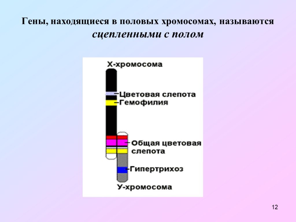 Обе пары генов расположены в разных хромосомах. Гены в половых хромосомах. Расположение генов в хромосомах. Гены находящиеся в половых хромосомах называются сцепленным с полом. Расположите гены в хромосомах.