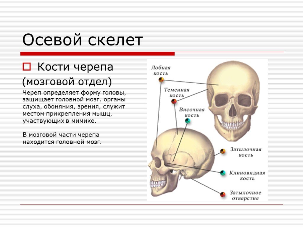 Скелет участвует в обмене. Осевой скелет и добавочный скелет. Осевой скелет человека ( череп и позвоночник). Осевой скелет кости образующие отдел. Мозговой отдел черепная коробка кости скелета.