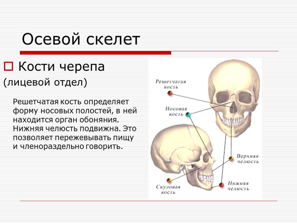 Лицевой скелет черепа. Осевой скелет человека череп. Кости лицевого отдела. Осевой скелет человека лицевой отдел отдел.