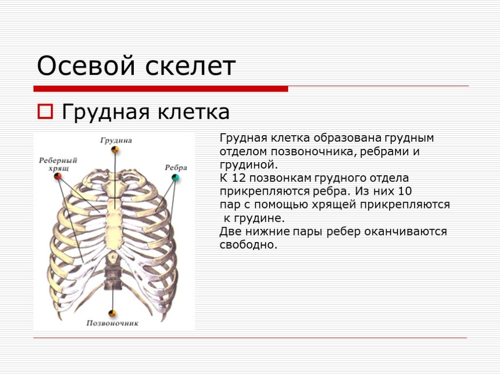 Ребро отдел скелета. Осевой скелет добавочный скелет. Осевой костный скелет. Скелет туловища человека грудная клетка. Строение осевого скелета человека.