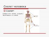 Скелет-. Совокупность костей, хрящей и Укрепляющих их связок.