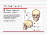 Осевой скелет. Кости черепа (мозговой отдел). Череп определяет форму головы, защищает головной мозг, органы слуха, обоняния, зрения, служит местом прикрепления мышц, участвующих в мимике. В мозговой части черепа находится головной мозг.