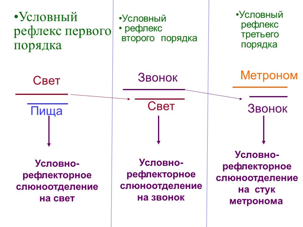 Первый второй порядок. Условный рефлекс второго порядка. Порядки условных рефлексов. Схему условного рефлекса третьего порядка. Условные рефлексы первого второго и высших порядков.