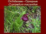Orchidaceae – Орхидные Cypripedium macranthon