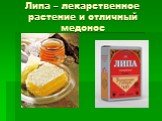 Липа – лекарственное растение и отличный медонос