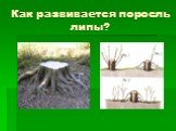 Как развивается поросль липы?