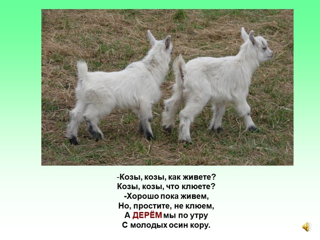 Коза и козел отличия картинки