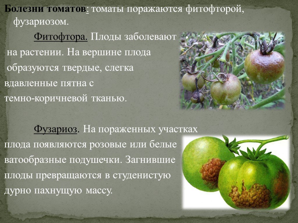 Заболевание овощей и фруктов