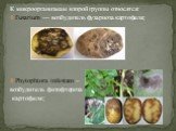 К микроорганизмам второй группы относятся: Fusarium — возбудитель фузариоза картофеля; Phytophtora infestans – возбудитель фитофтороза картофеля;