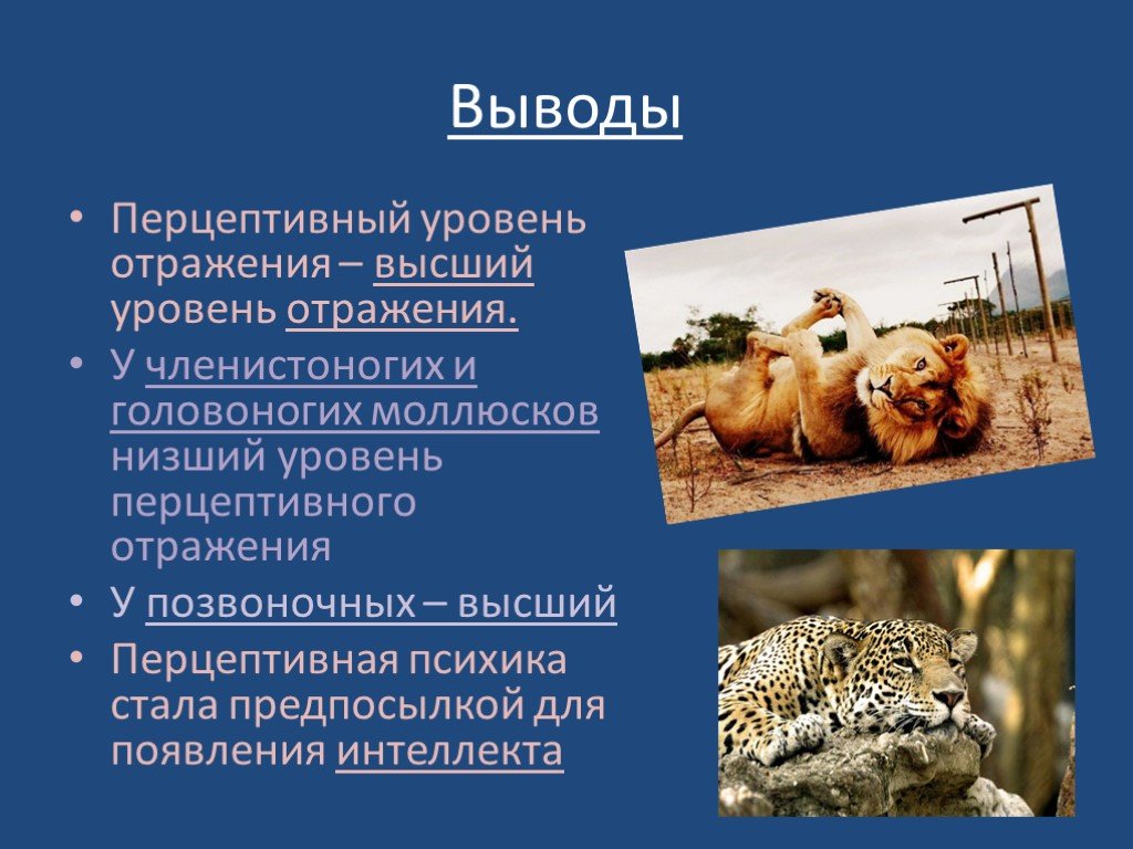 Автор перцептивной биополяризации. Перцептивная психика примеры животных. Перцептивная стадия развития животных. Перцептивная психика. Перцептивная стадия примеры животных.