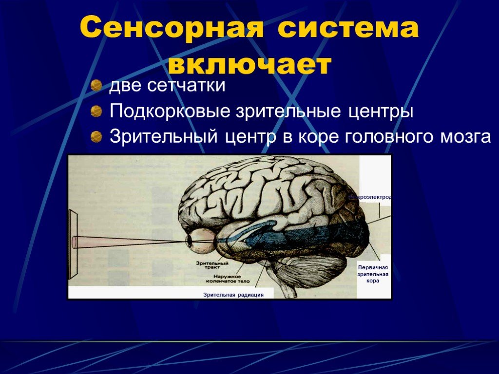 Подкорковые образования мозга