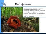 Раффлезия. паразитическое растение с самыми крупными в мире цветами. Оно полностью лишенное листьев, стебля и корней. Цветок раффлезии в бутоне похож на кочан капусты, а в раскрытом виде достигает 1 метра в диаметре и весит 4-6 килограмм.