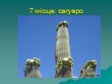 7 місце: сагуаро. найбільший кактус у світі, сагуаро, росте в Мексиці і штаті Арізона. Він легко досягає висоти в 15 метрів, а важить від 6 до 10 тонн. У квітці сагуаро- 3500 тичинок, які настільки великі, що дрібні птах в'ють іноді там гнізда.