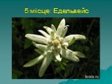 5 місце: Едельвейс. найромантичніша рослина - Едельвейс. Насправді йдеться не про одну квітку, а групі декількох крихітних квіточок, зібраних разом. Едельвейси дуже добре захищені від холоду, можуть рости не лише на скелях, але і в долинах.