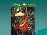 4 місце: Непентес. найбільша хижа рослина, здатна переварювати найбільшу здобич відноситься до сімейства непентових. Жаби, птахи і навіть щури попадаються в його пастки і перетравлюються за допомогою ферментів. Росте в тропічних лісах Азії, на о. Борнео і Індонезії.