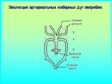 Эволюция артериальных жаберных дуг амфибии.