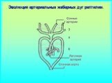 Эволюция артериальных жаберных дуг рептилии.