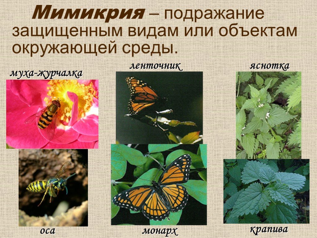 Насекомые защищают растения. Мимикрия это в биологии. Приспособленность организмов Мимикрия. Подражающая окраска. Мимикрия примеры животных.