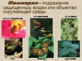 Мимикрия – подражание защищенным видам или объектам окружающей среды. муха-журчалка оса ленточник монарх яснотка крапива