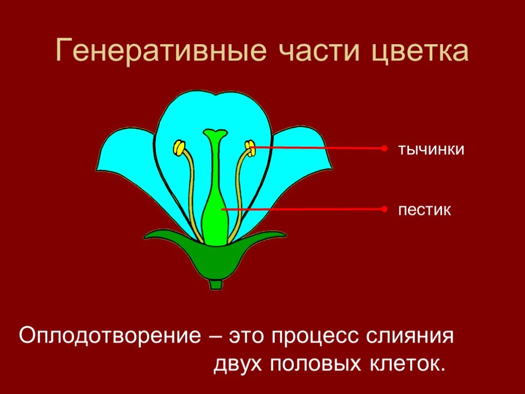 Отметь какие обозначения на рисунке соответствуют органам цветка в котором происходит оплодотворение