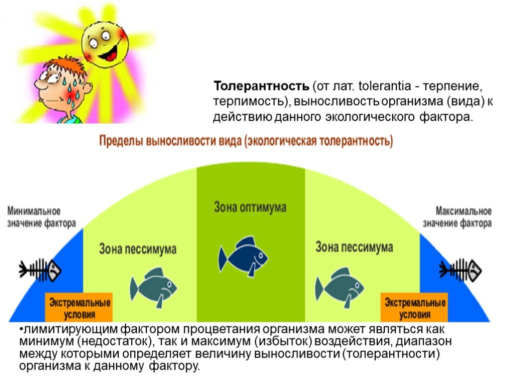 Границы толерантности презентация