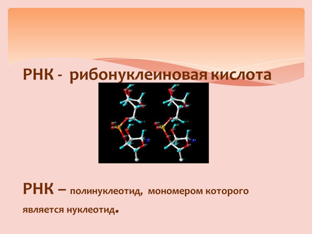 Рнк 8. Полинуклеотид РНК. Рибонуклеиновая кислота. Органические вещества клетки РНК. Мономер РНК.