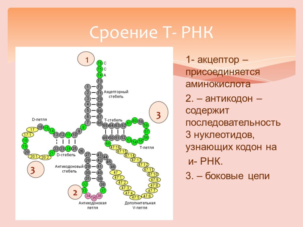 Номер рнк. Антикодон т-РНК. Цепочка ТРНК. Акцептор ТРНК. Кодон и антикодон.