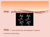 РНК - рибонуклеиновая кислота РНК – полинуклеотид, мономером которого является нуклеотид.