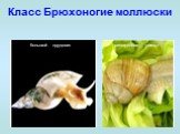 Класс Брюхоногие моллюски. большой прудовик. виноградная улитка