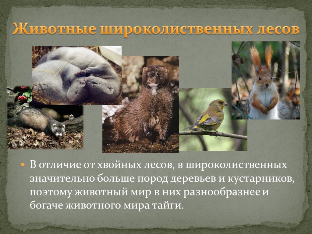 Хвойно широколиственные леса животные. Животный мир широколиственных лесов. Животные широколиственных лесов в России. Широколиственный лес животные. Животные хвойно-широколиственных лесов.