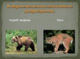 Бурый медведь. В широколиственных лесах наиболее распространены: Рысь
