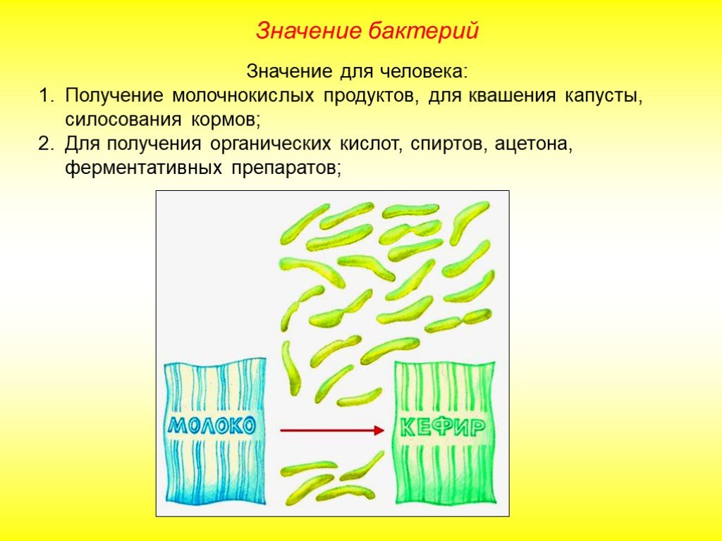 Бактерии значит. Молочнокислые бактерии значение для человека. Молочнокислые бактерии роль в природе. Молочнокислые бактерии строение. Значение бактерий молочнокислые бактерии.