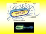 Строение бактерий Слайд: 2