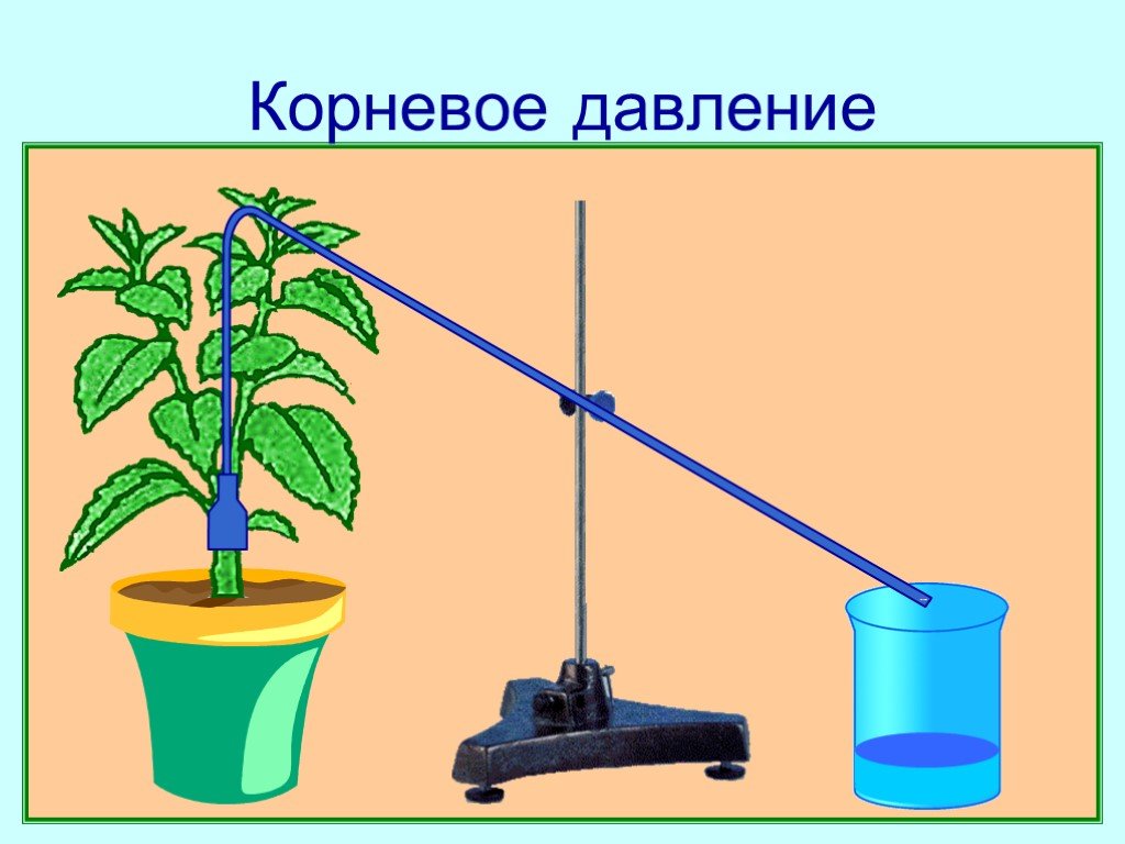 У какого растения сильнее проявляется корневое давление. Корневое давление. Опыт корневого давления растений. Корневое давление схема. Корневое давление у растений.