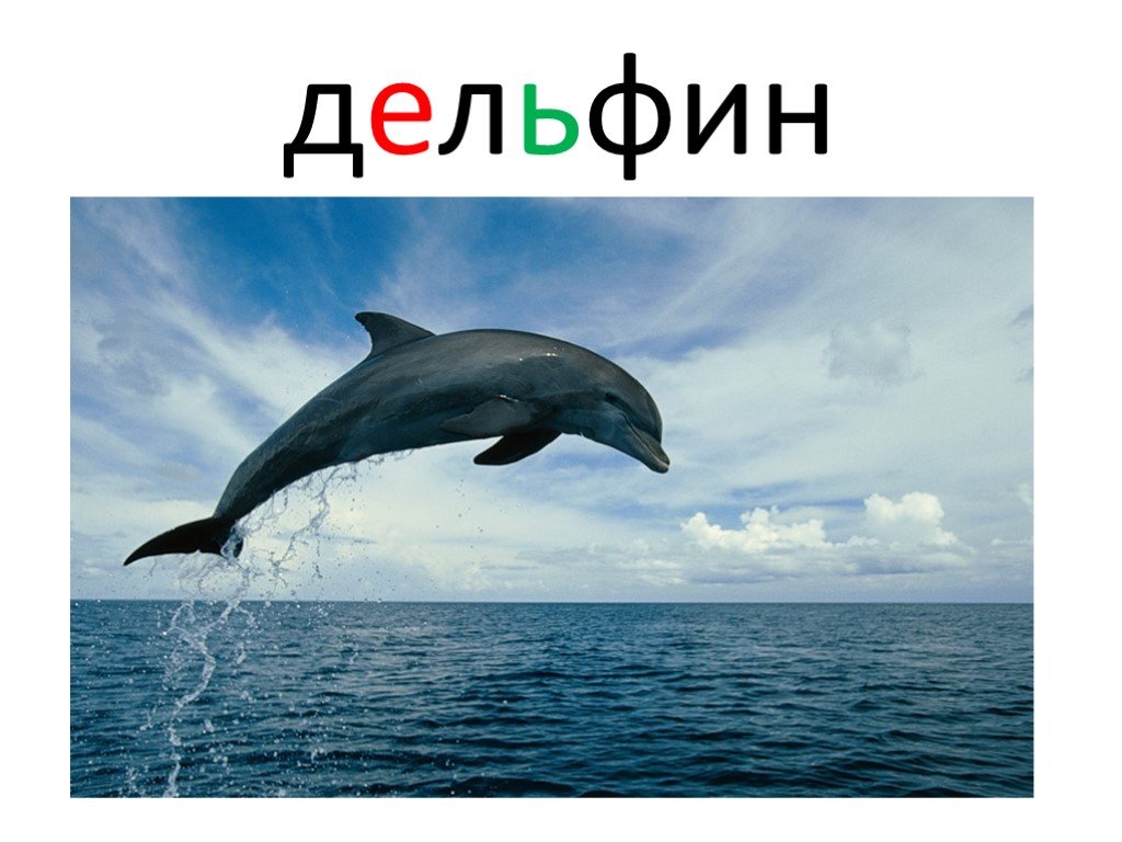 Звук в слове дельфины. Дельфины. Обитатели моря Дельфин. Дельфин обитатель соленых водоемов. Слайды про дельфинов.