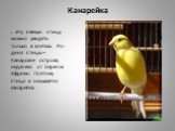 Канарейка. . Эту певчую птицу можно увидеть только в клетках. Ро-дина птицы – Канарские острова, недалеко от берегов Африки. Поэтому птица и называется канарейка.