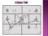 Схема ТНК